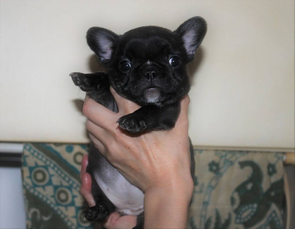 手のひらサイズだった赤ちゃんの頃のことちゃん